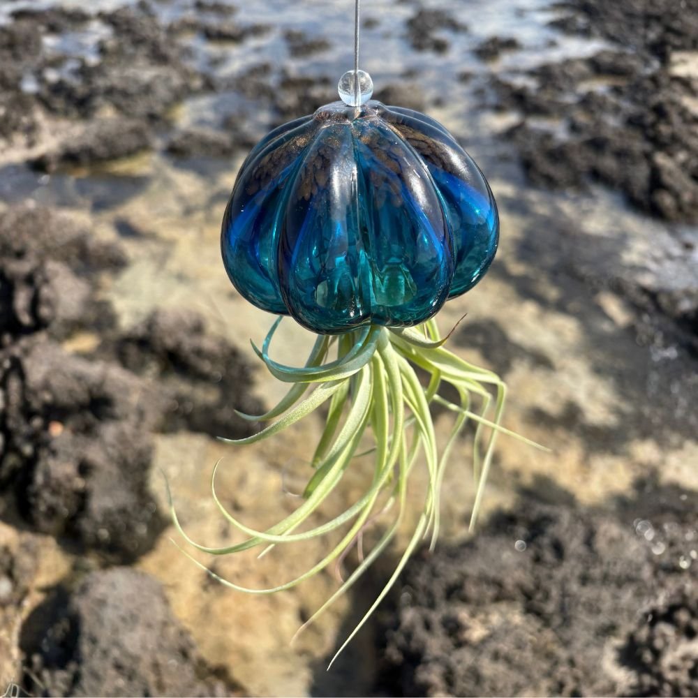 RICCIO - Porta Tillandsia - SBAMGLASS - Vetro