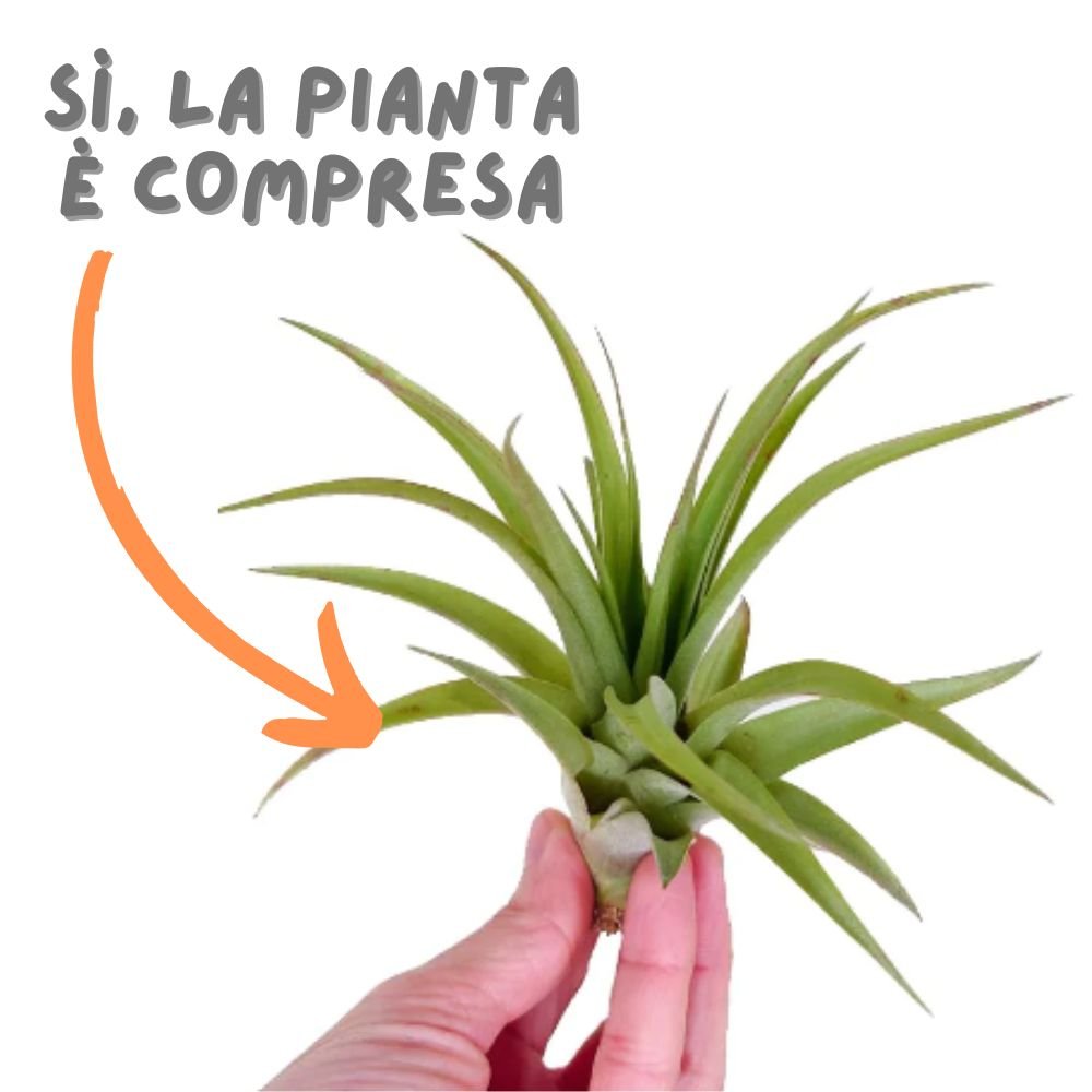 SET ACQUAMARINA + OMAGGIO SORPRESA - SBAMGLASS - Casa e giardino