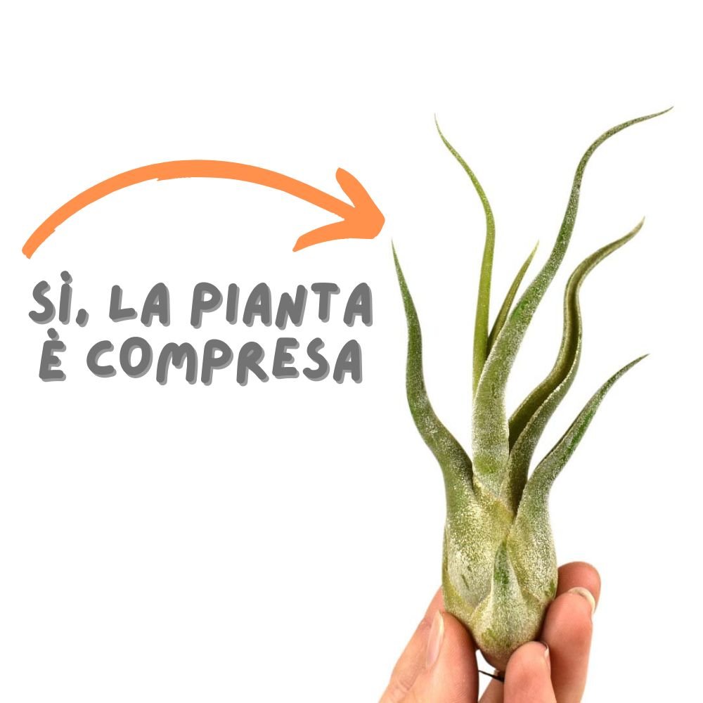 SET ACQUAMARINA + OMAGGIO SORPRESA - SBAMGLASS - Casa e giardino