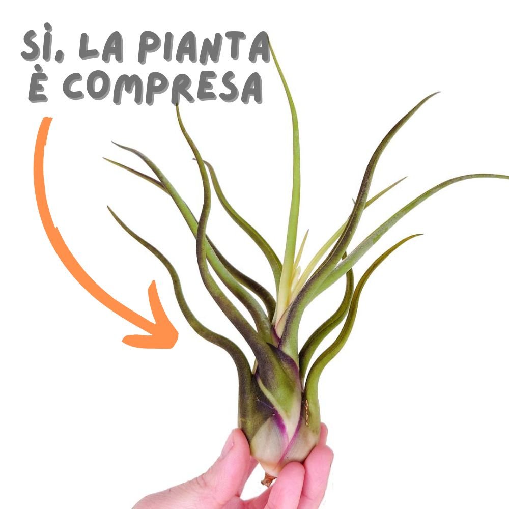 SET ACQUAMARINA + OMAGGIO SORPRESA - SBAMGLASS - Casa e giardino