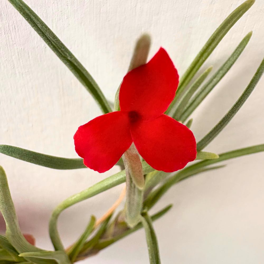 Tillandsia ALBERTIANA - SBAMGLASS -