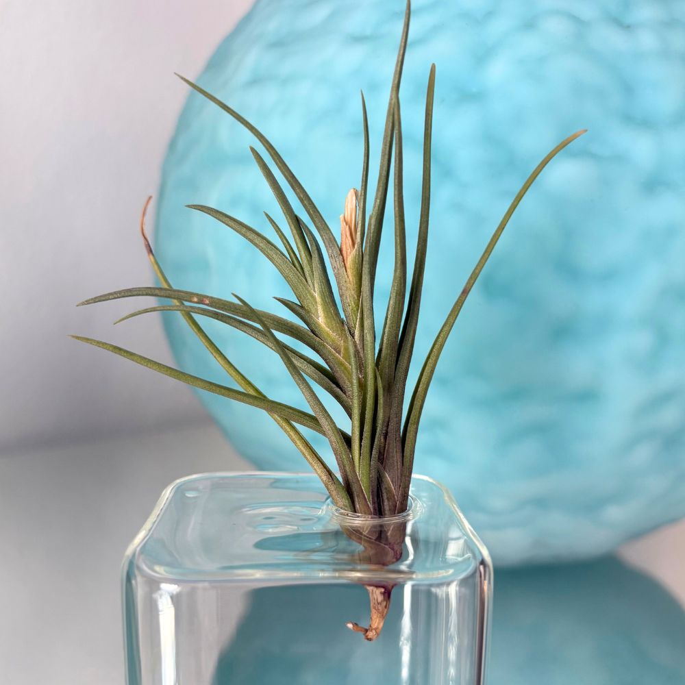 Tillandsia ALBERTIANA - SBAMGLASS -