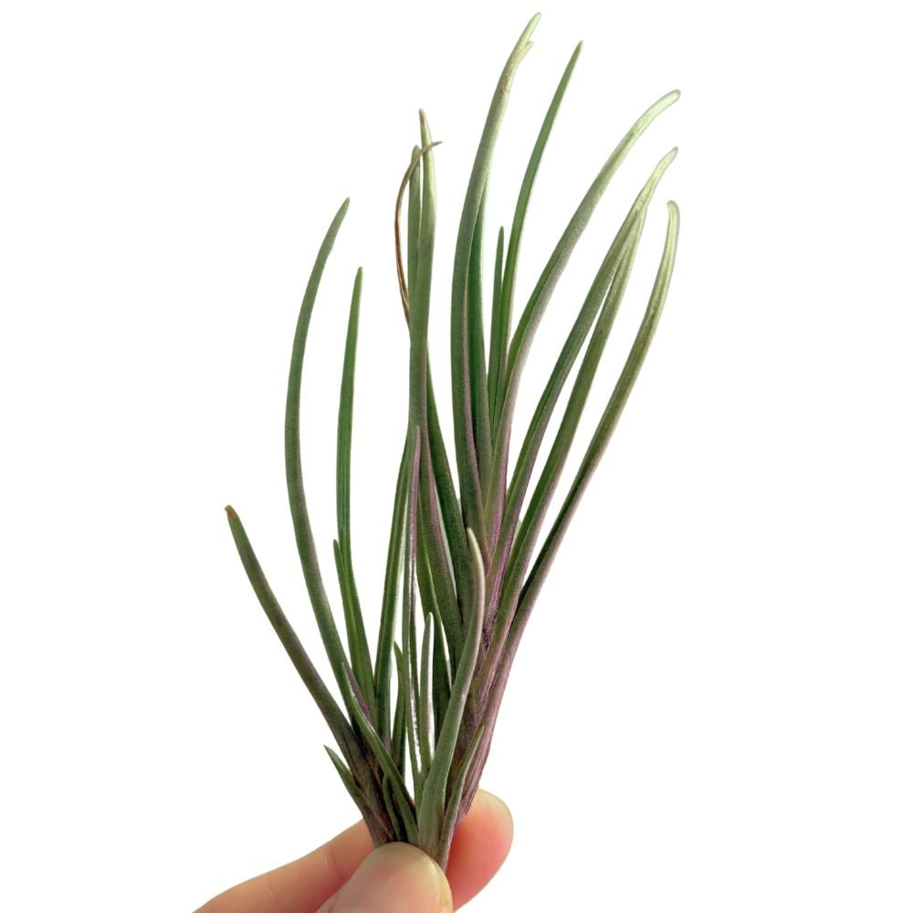 Tillandsia ALBERTIANA - SBAMGLASS -