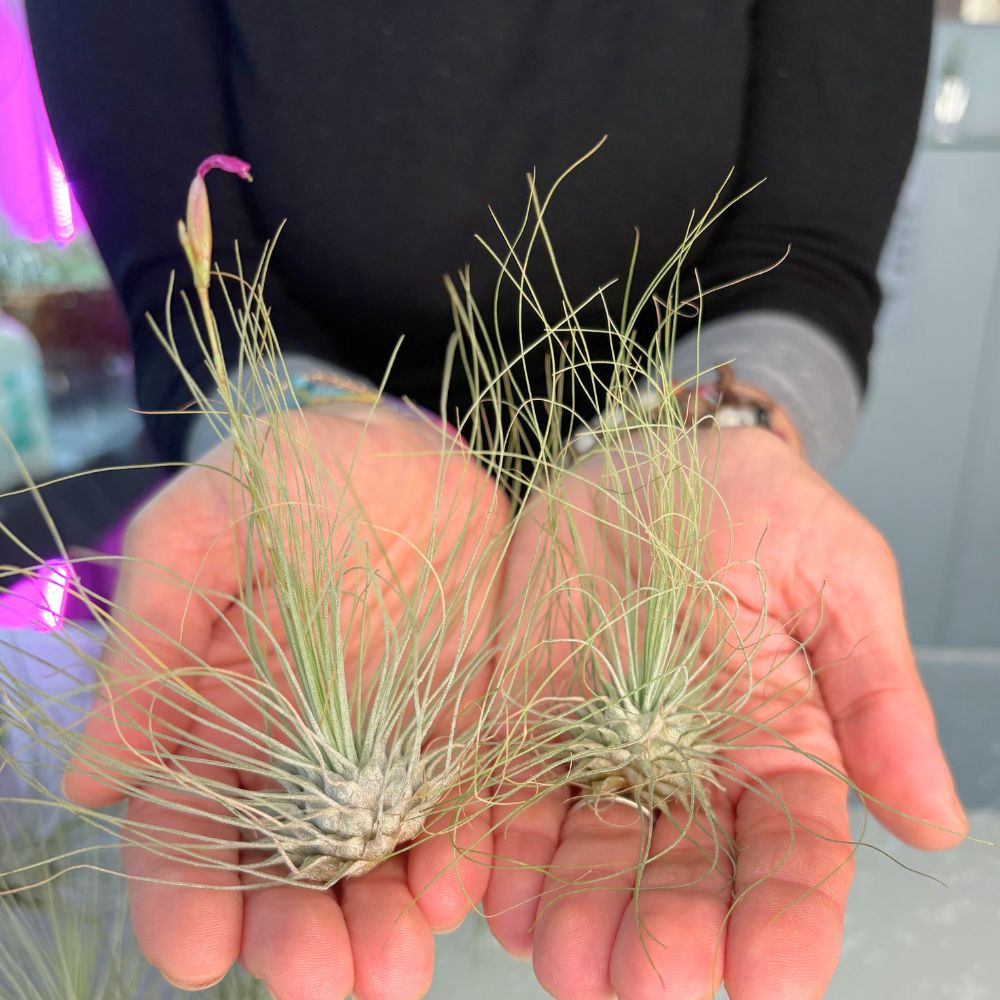 Tillandsia ARGENTEA - SBAMGLASS -