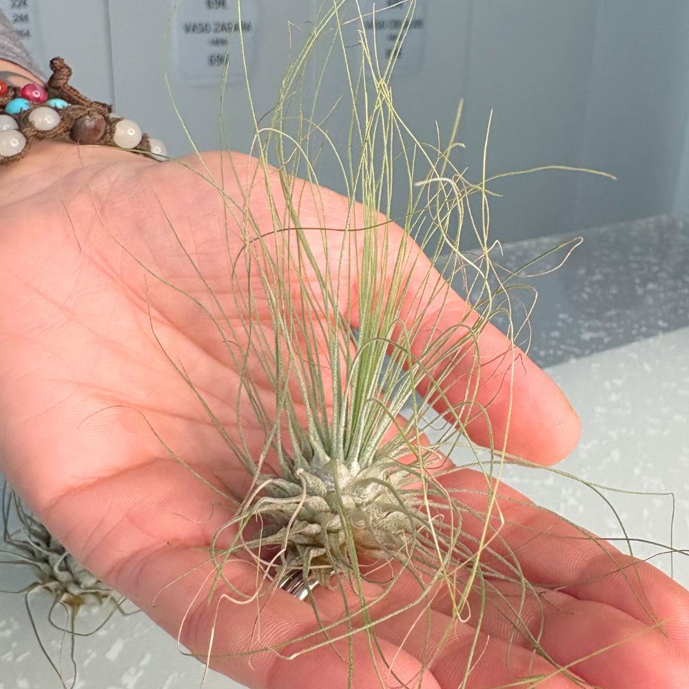 Tillandsia ARGENTEA - SBAMGLASS -