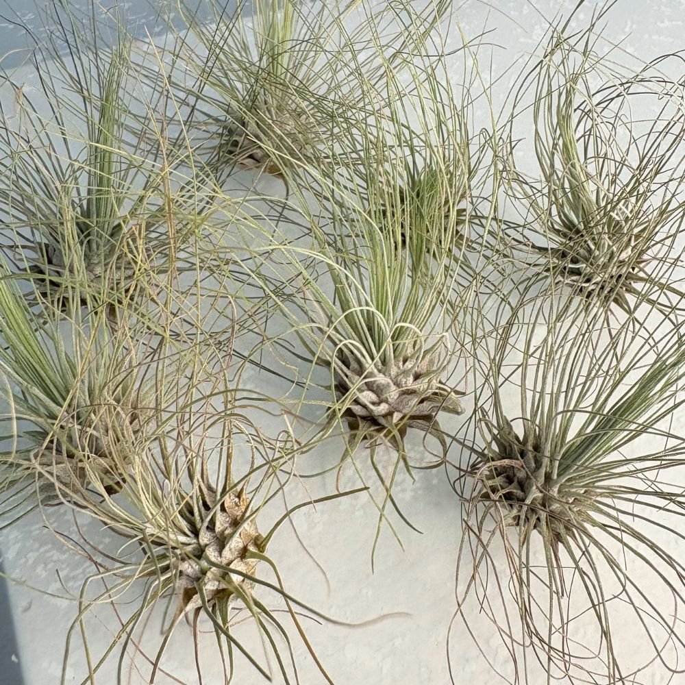 Tillandsia ARGENTEA - SBAMGLASS -