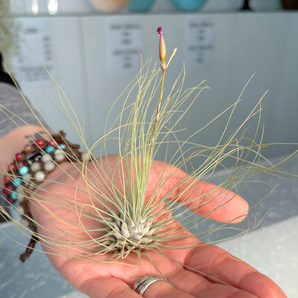 Tillandsia ARGENTEA - SBAMGLASS -