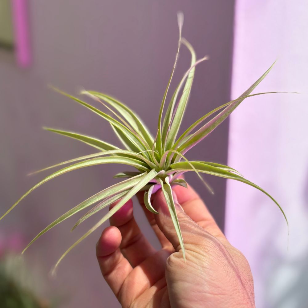 Tillandsia - BRACHYCAULOS MULTIFLORA - SBAMGLASS -