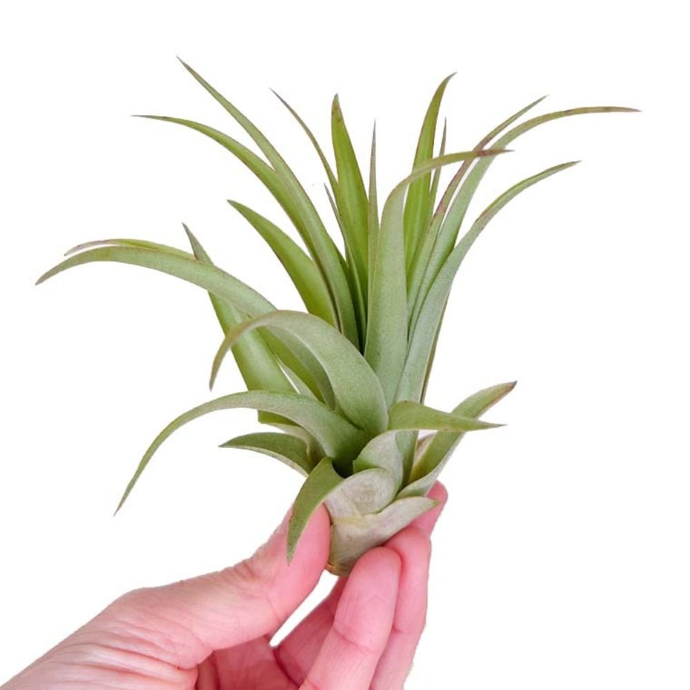 Tillandsia - BRACHYCAULOS MULTIFLORA - SBAMGLASS -