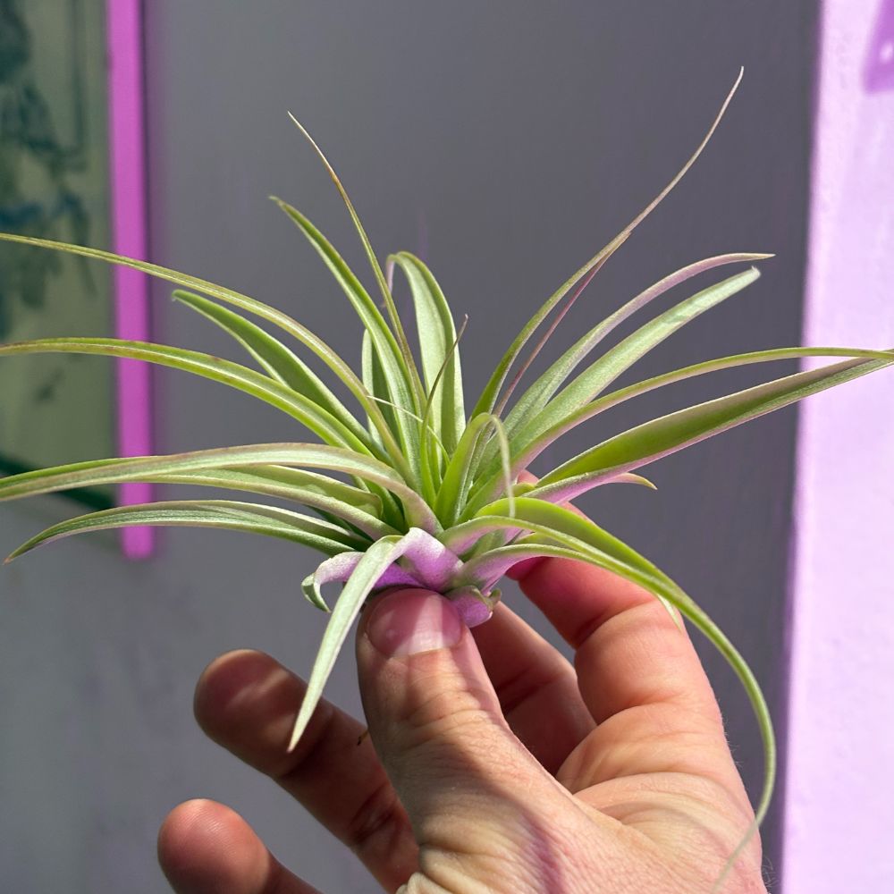 Tillandsia - BRACHYCAULOS MULTIFLORA - SBAMGLASS -
