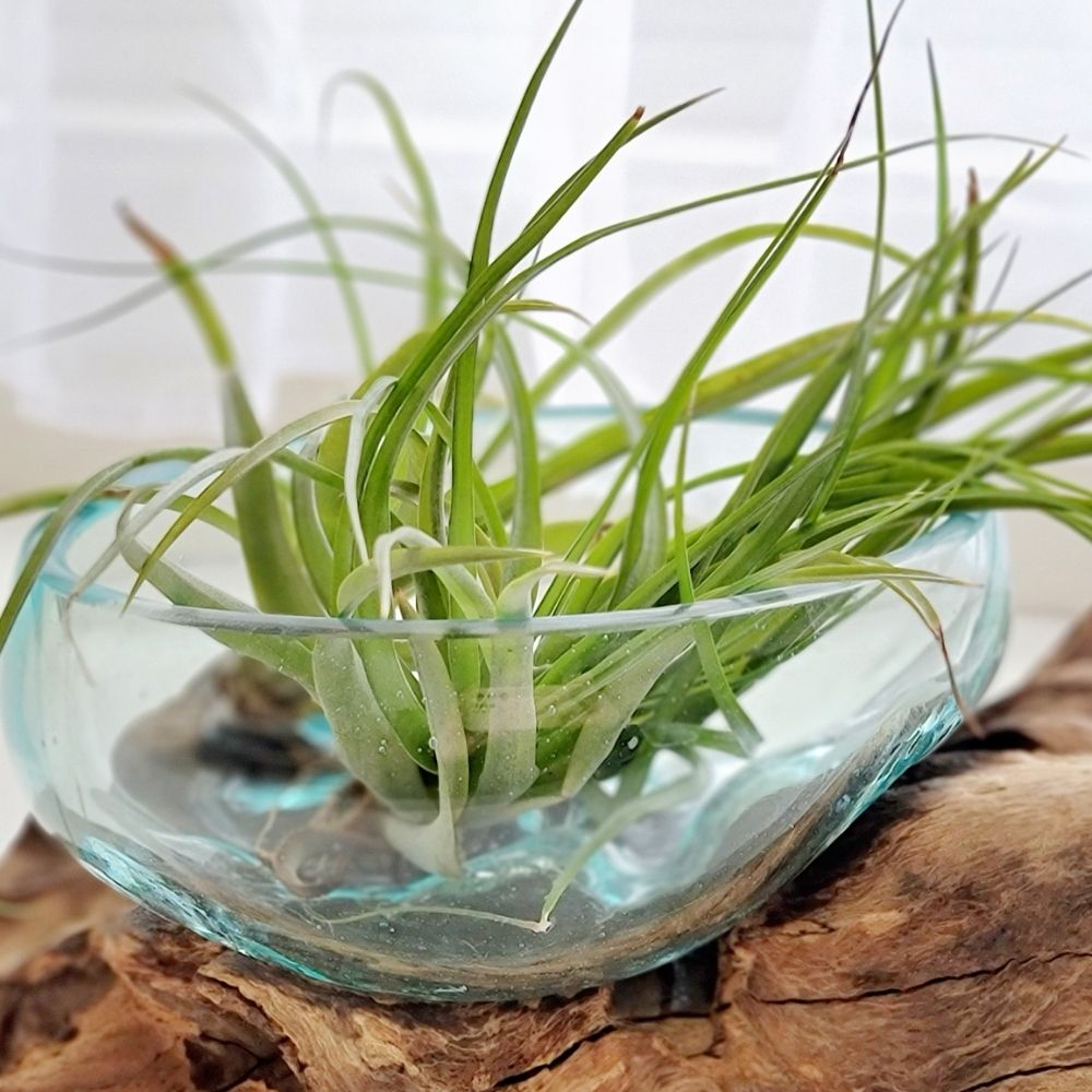 Tillandsia BRACHYCAULOS MULTIFLORA - SBAMGLASS -