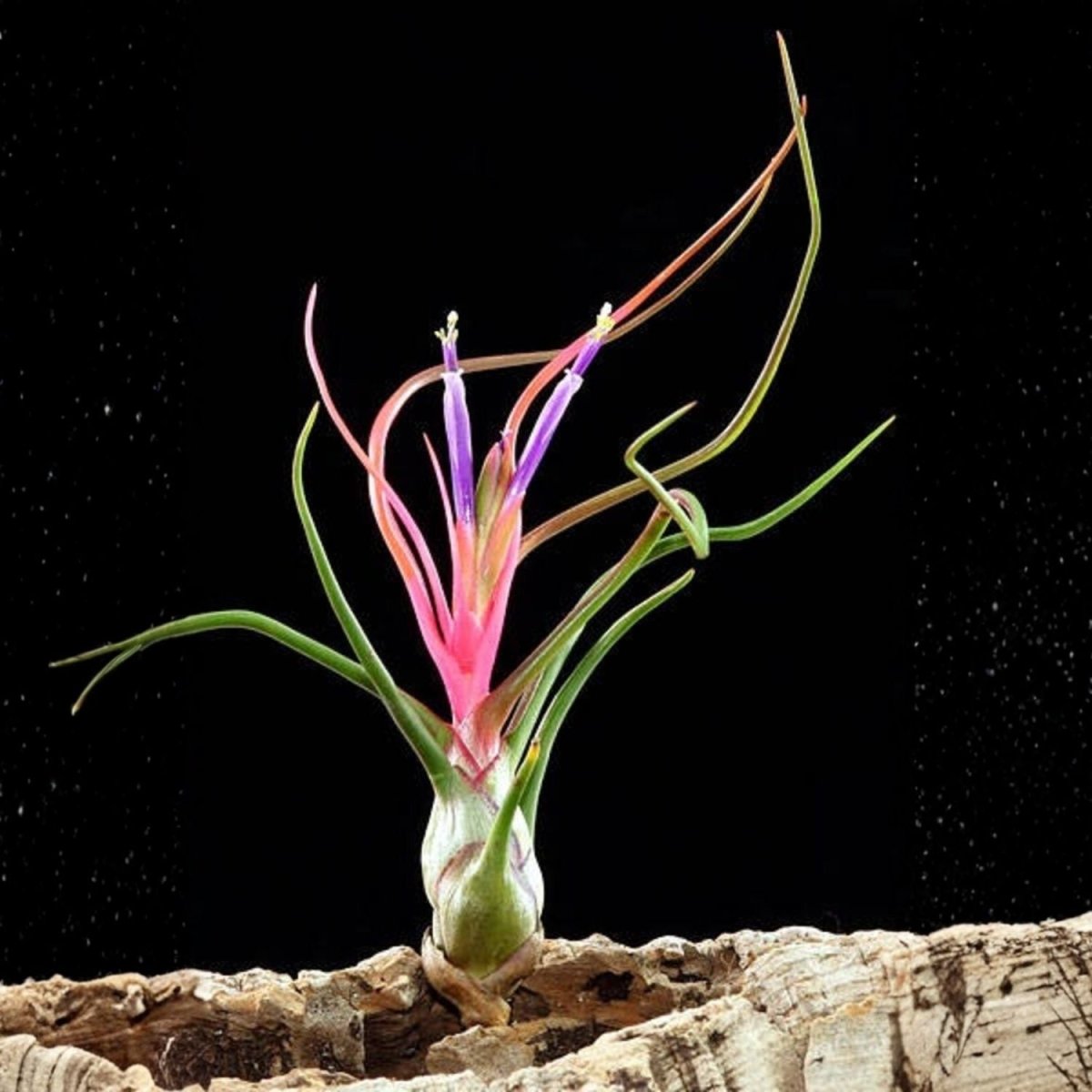 Tillandsia - BULBOSA - SBAMGLASS -