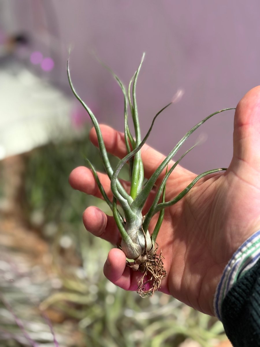 Tillandsia - BULBOSA - SBAMGLASS -