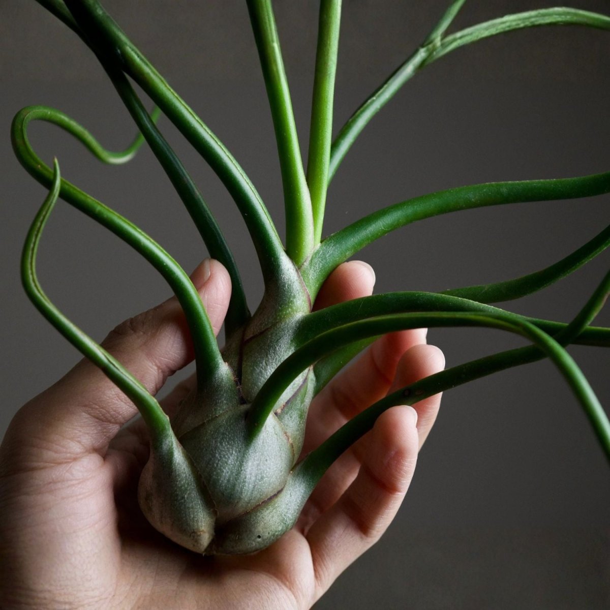 Tillandsia - BULBOSA - SBAMGLASS -