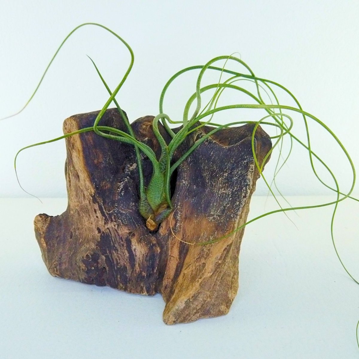 Tillandsia BUTZII - SBAMGLASS -