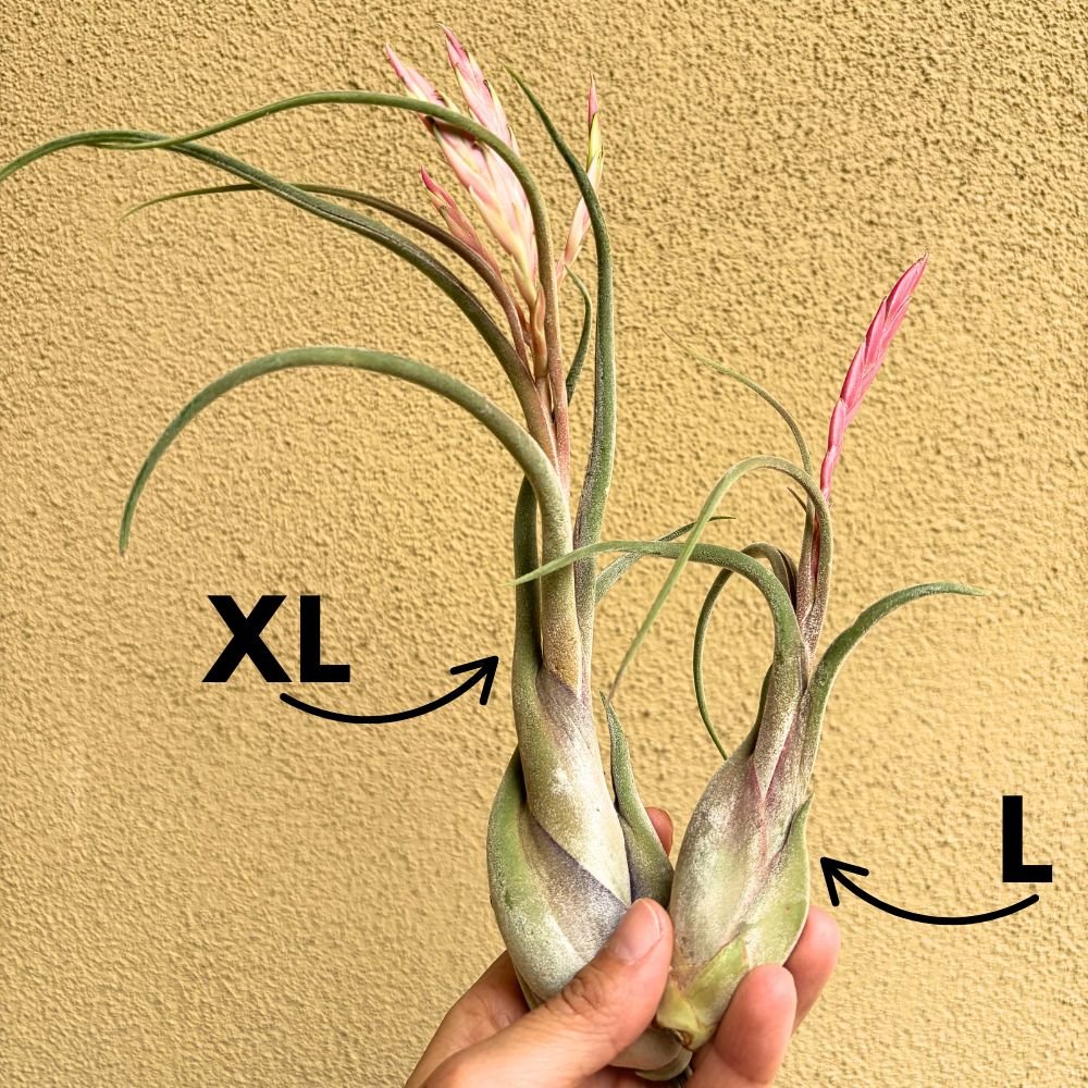 Tillandsia CAPUT MEDUSAE - SBAMGLASS -