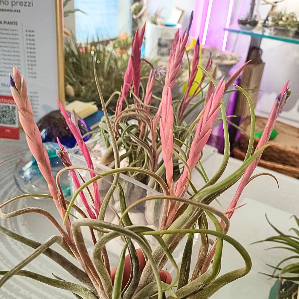 Tillandsia CAPUT MEDUSAE - SBAMGLASS -