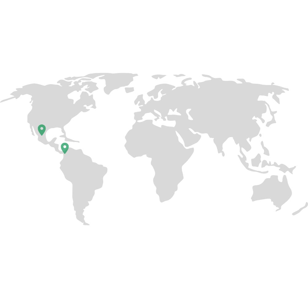 Tillandsia - CAPUT MEDUSAE - SBAMGLASS -