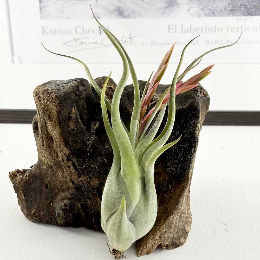 Tillandsia CAPUT MEDUSAE - SBAMGLASS -