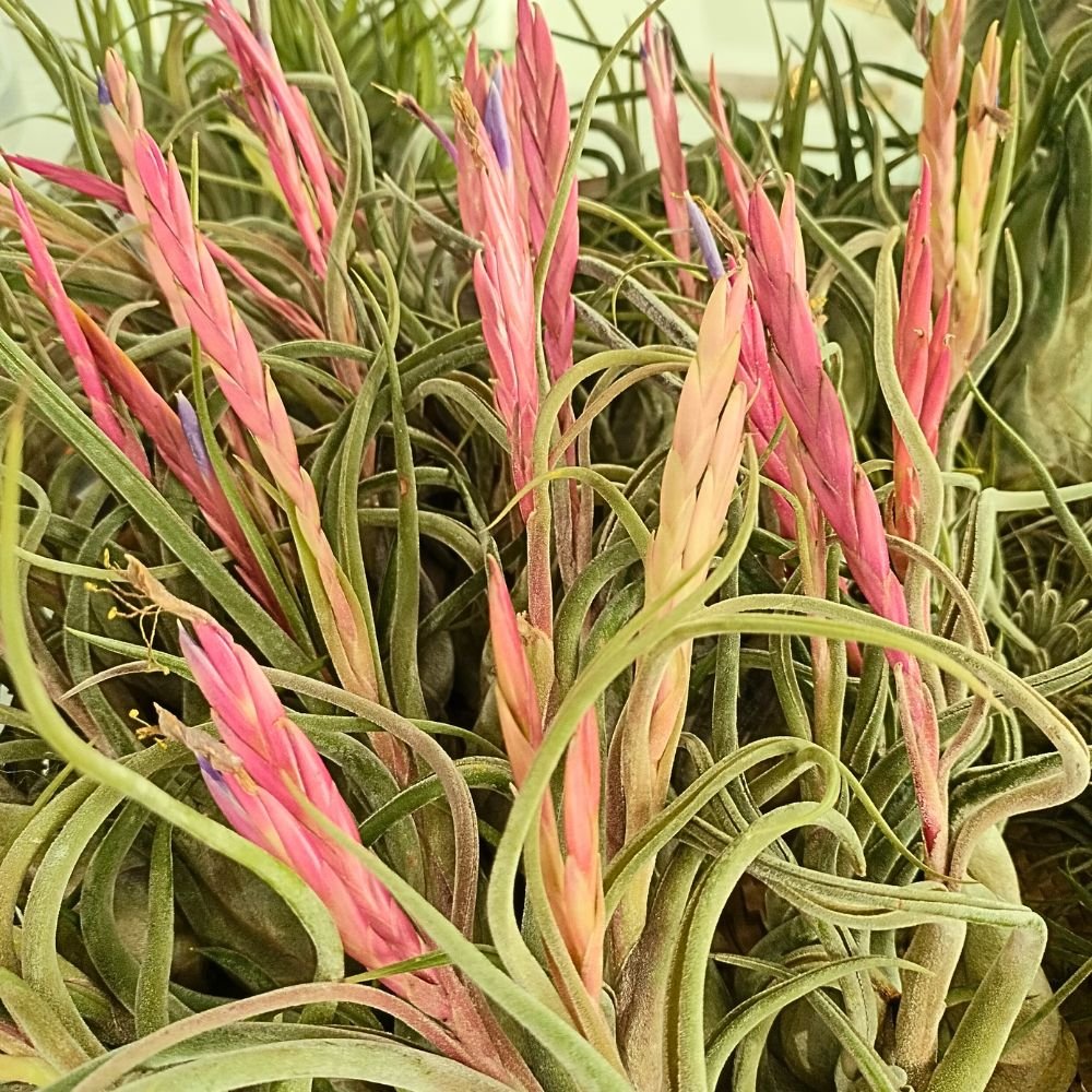Tillandsia CAPUT MEDUSAE - SBAMGLASS -