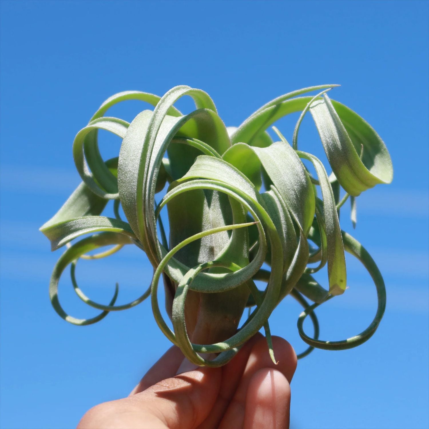 Tillandsia - CURLY SLIM