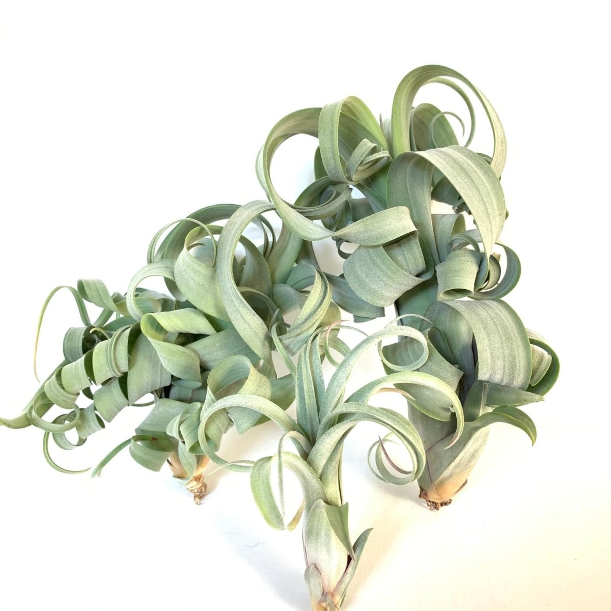 Tillandsia - CURLY SLIM - SBAMGLASS -