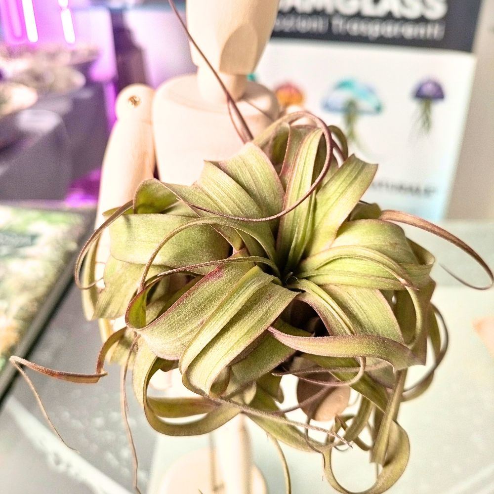 Tillandsia ERIN KNOBLOCH - SBAMGLASS -