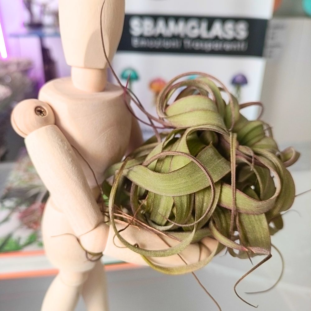 Tillandsia ERIN KNOBLOCH - SBAMGLASS -