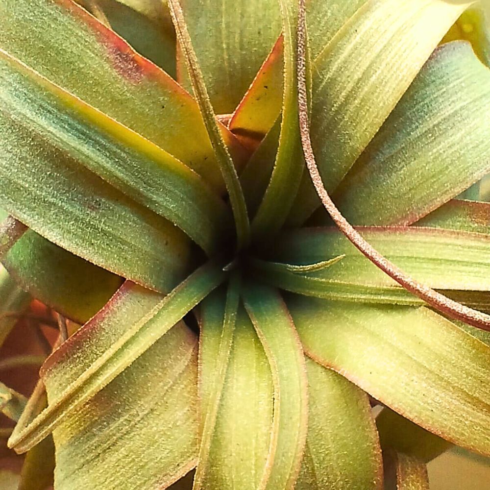 Tillandsia ERIN KNOBLOCH - SBAMGLASS -