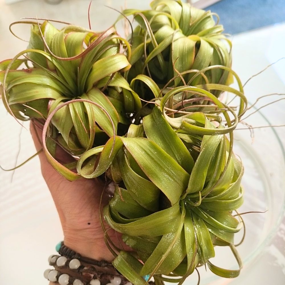 Tillandsia ERIN KNOBLOCH - SBAMGLASS -