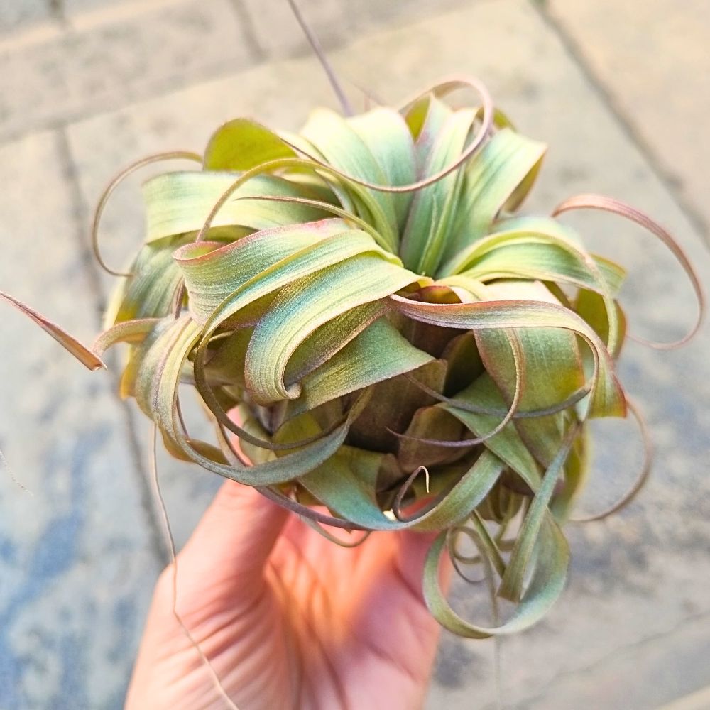 Tillandsia ERIN KNOBLOCH - SBAMGLASS -