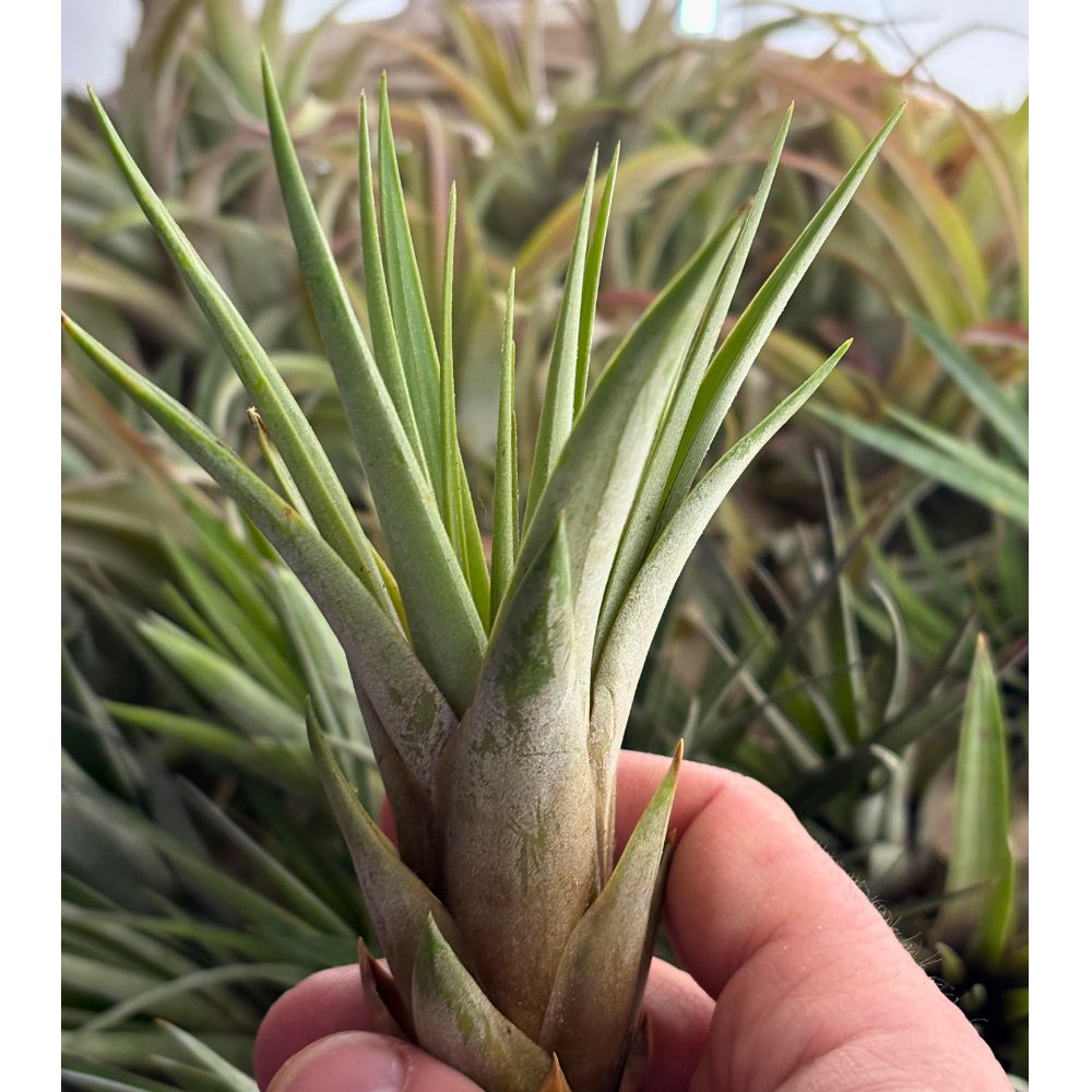 Tillandsia - FASCICULATA - SBAMGLASS -