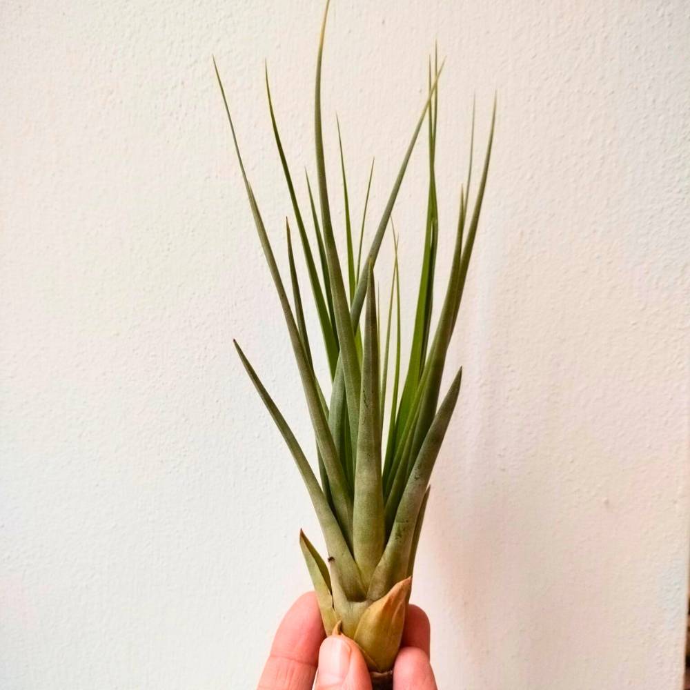 Tillandsia FASCICULATA - SBAMGLASS -