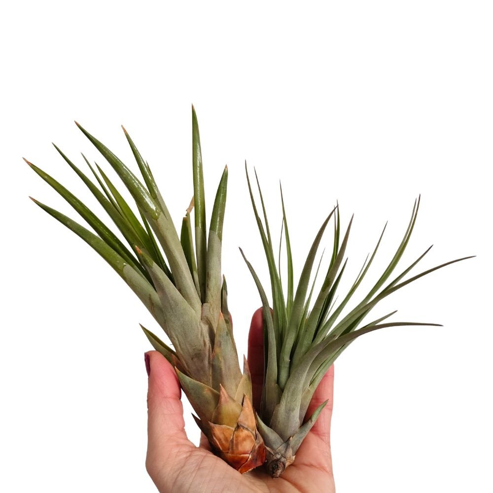 Tillandsia FASCICULATA - SBAMGLASS -