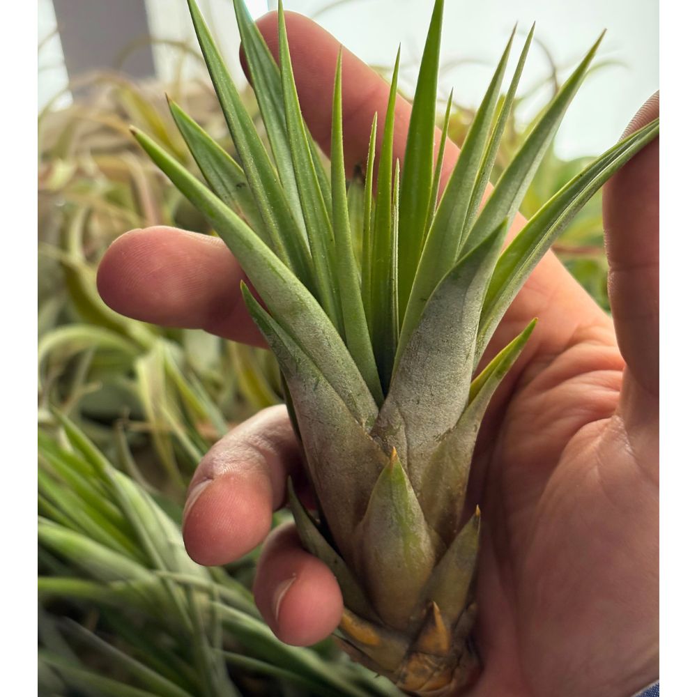 Tillandsia - FASCICULATA - SBAMGLASS -