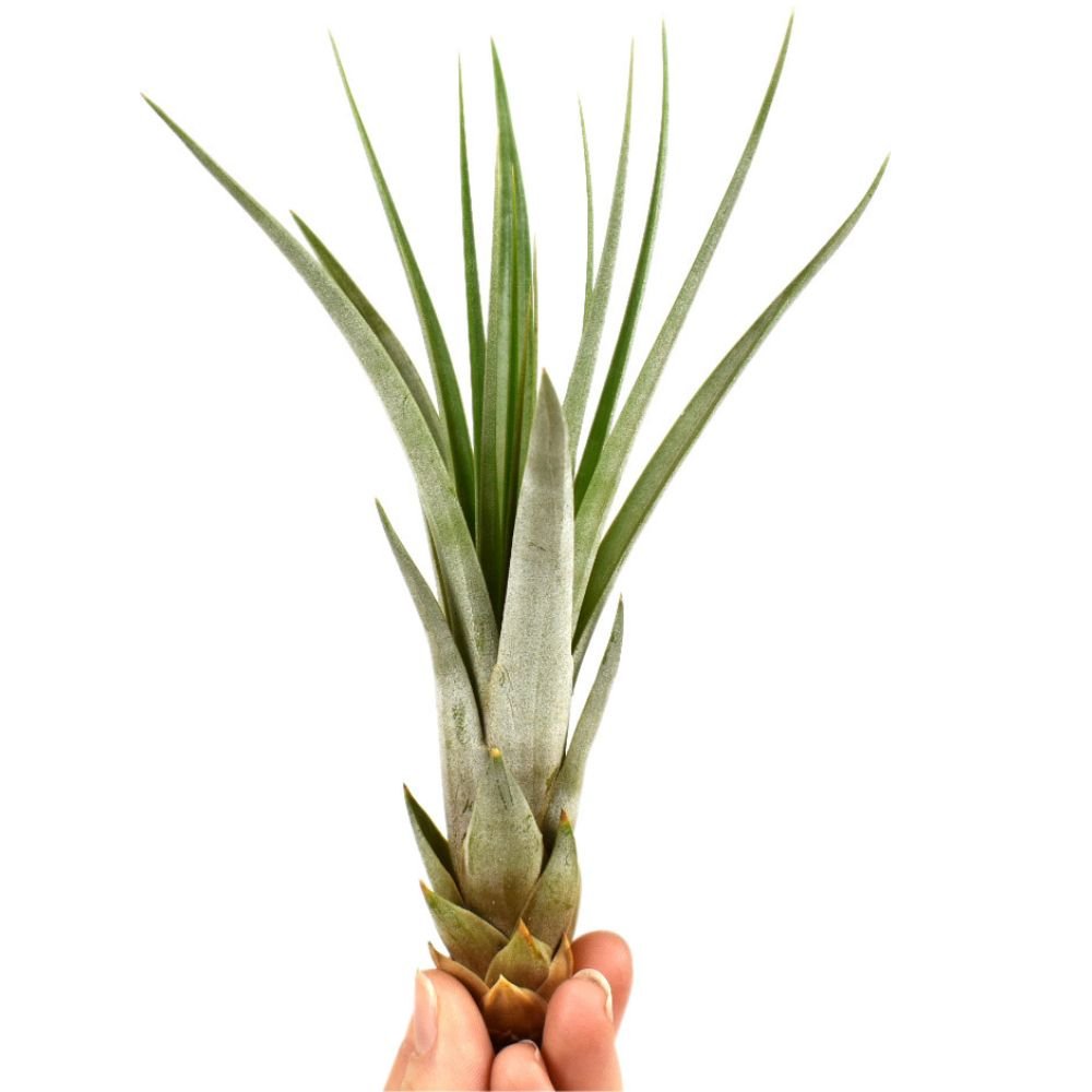 Tillandsia - FASCICULATA - SBAMGLASS -