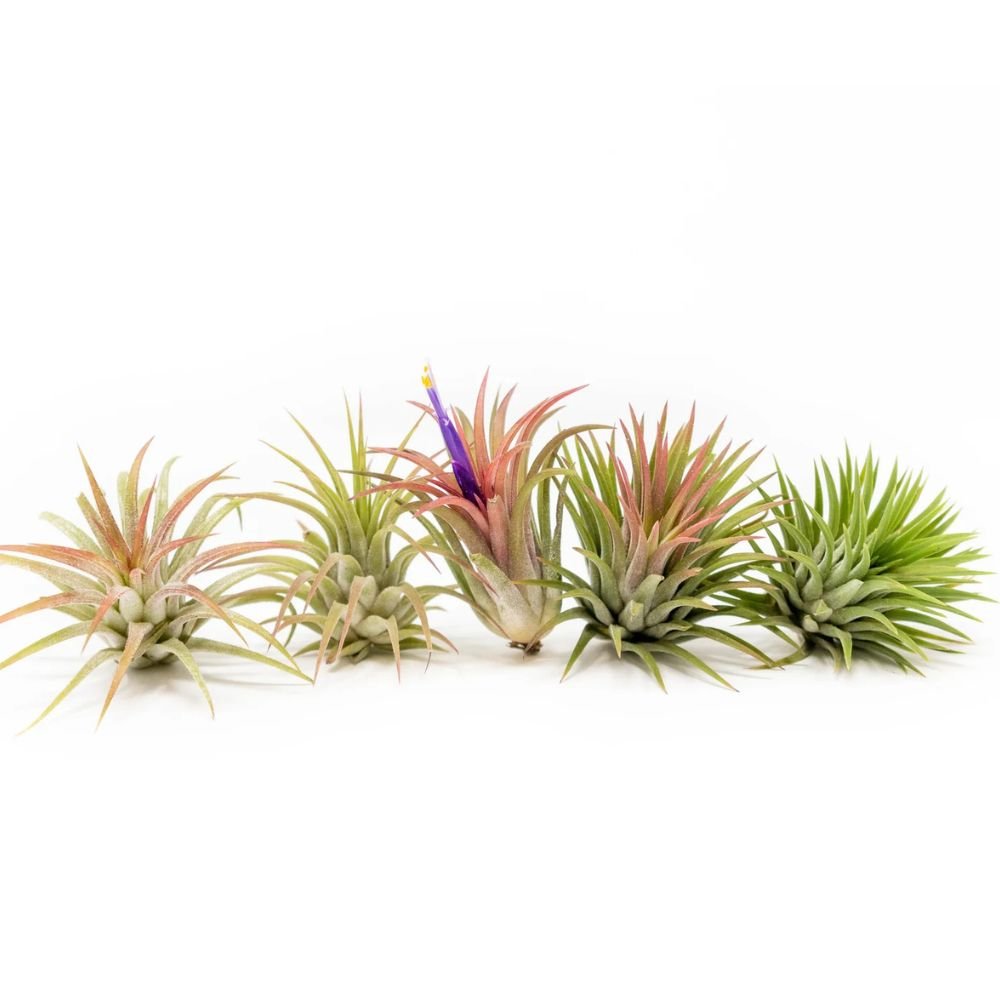 Tillandsia - IONANTHA - SBAMGLASS -