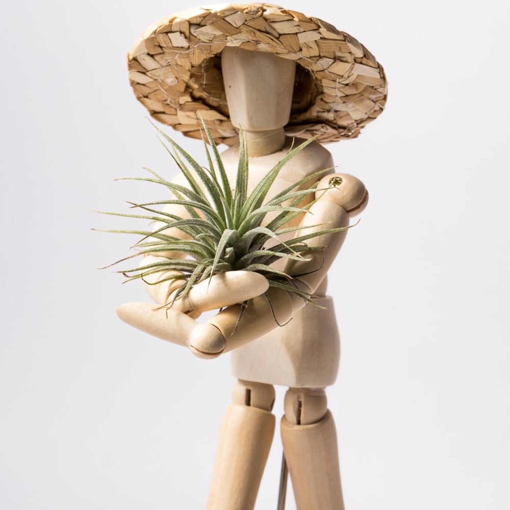 Tillandsia IONANTHA - SBAMGLASS -