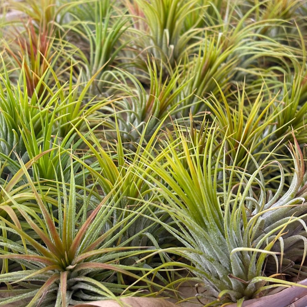 Tillandsia - IONANTHA - SBAMGLASS -