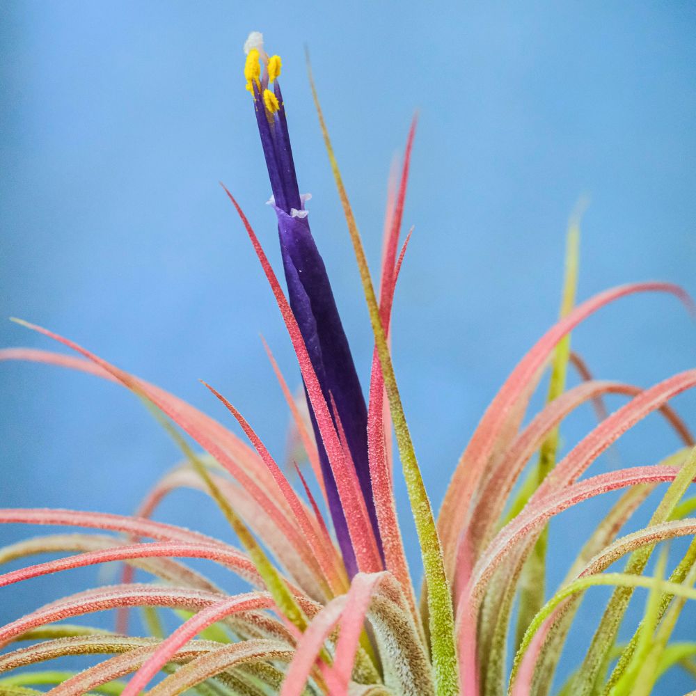 Tillandsia - IONANTHA - SBAMGLASS -