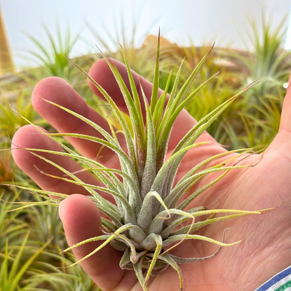 Tillandsia - IONANTHA - SBAMGLASS -