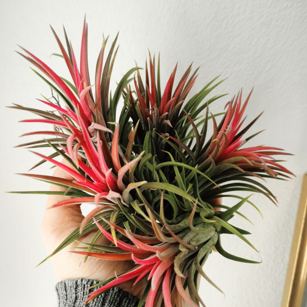 Tillandsia - IONANTHA - SBAMGLASS -