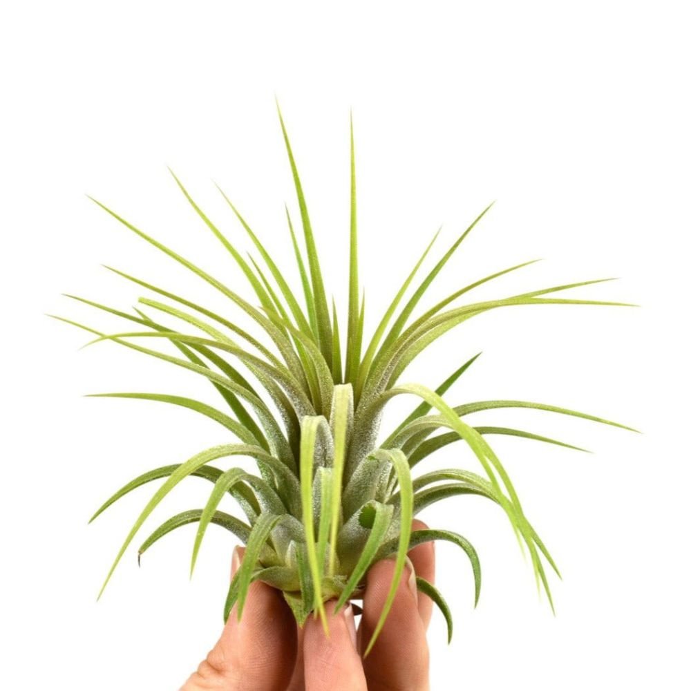 Tillandsia - IONANTHA - SBAMGLASS -