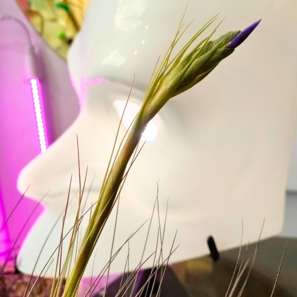 Tillandsia JUNCEA - SBAMGLASS -