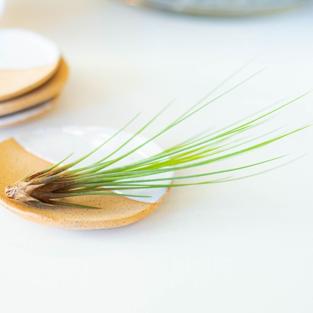 Tillandsia JUNCEA - SBAMGLASS -