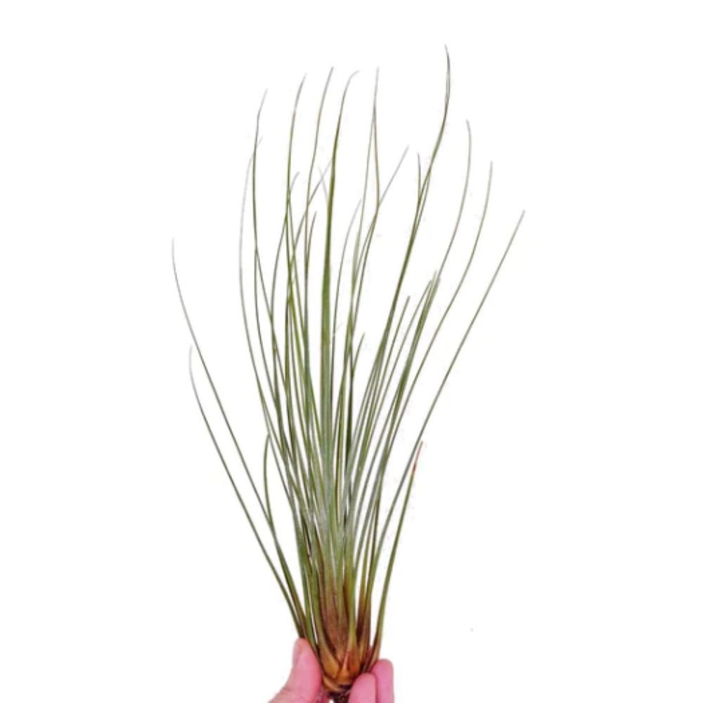 Tillandsia - JUNCEA XL - SBAMGLASS -