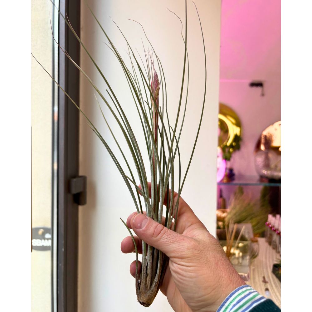 Tillandsia - JUNCEA XL - SBAMGLASS -