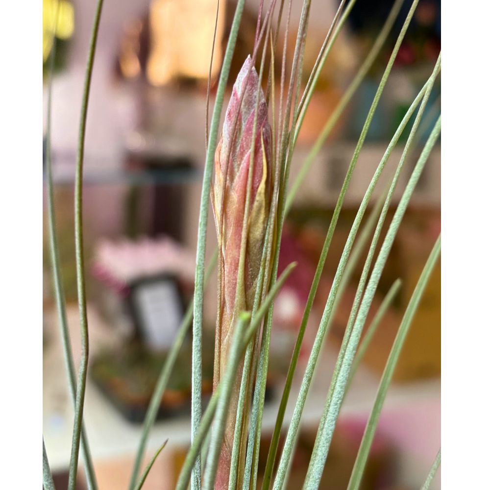 Tillandsia - JUNCEA XL - SBAMGLASS -