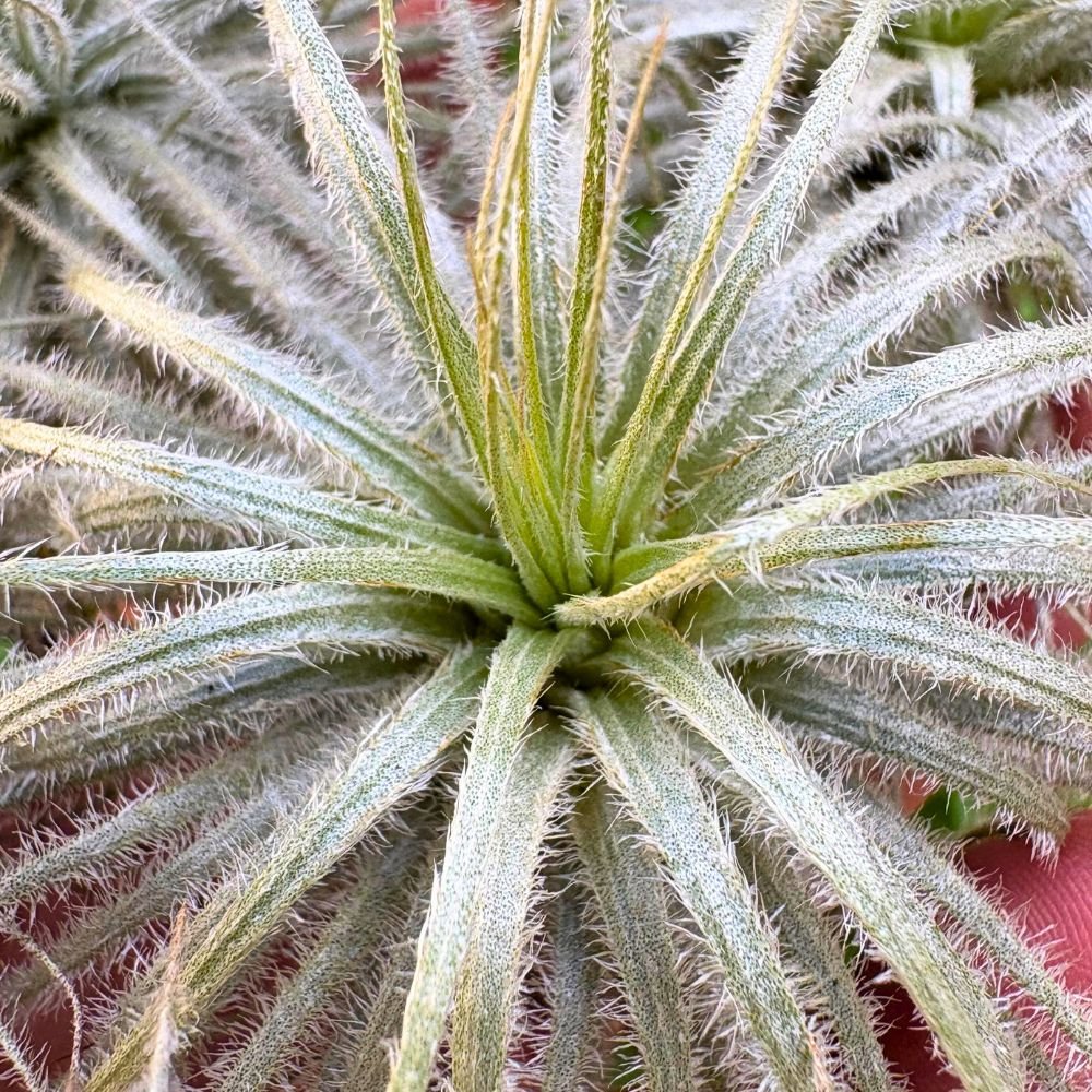 Tillandsia TECTORUM - SBAMGLASS -