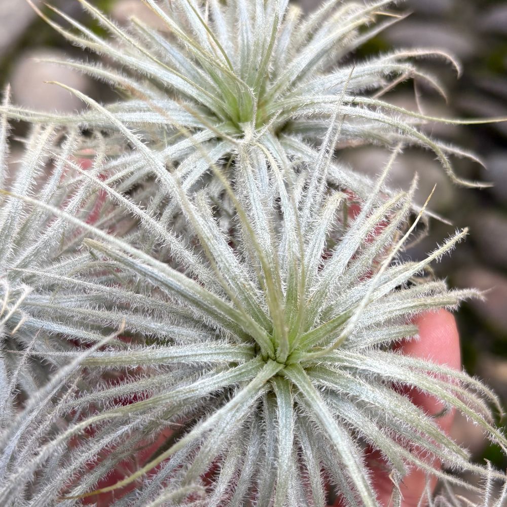 Tillandsia TECTORUM - SBAMGLASS -